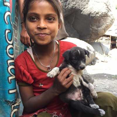 ABC/AR Project - Dharamsala Animal Rescue