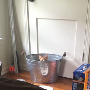 kitty in a bucket
