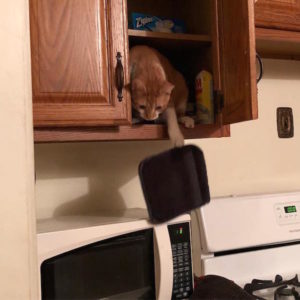 cat in a cupboard