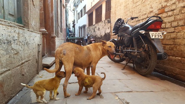 Tourist seeing street dogs
