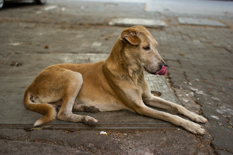 Mumbai_Street_Dog_Victor_Grigas_Random_Shots-2 - Dharamsala Animal Rescue
