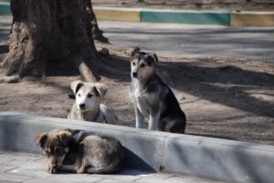 Animal Abandonment: It's just not Okay - Dharamsala Animal Rescue