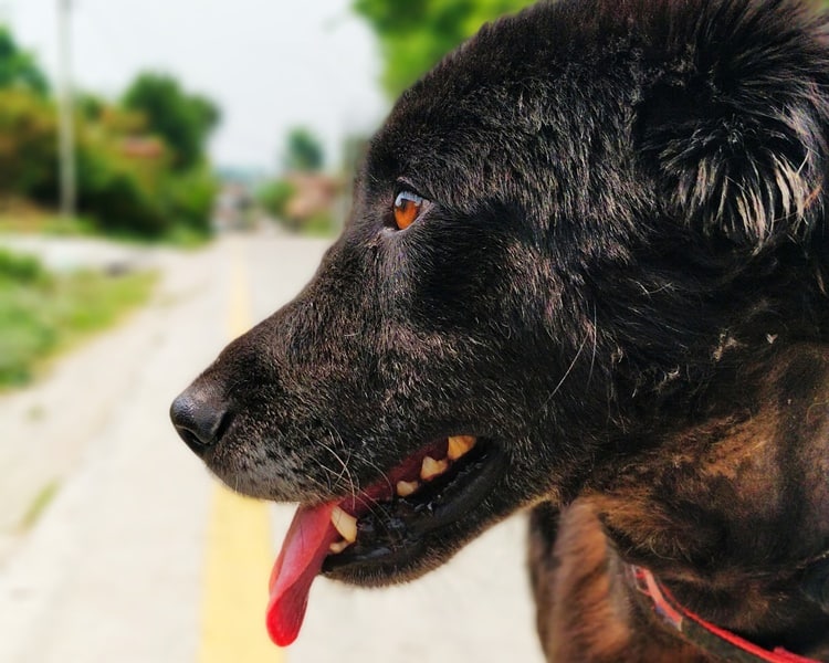 My Name is Ash – The Story of a Restrained Dog