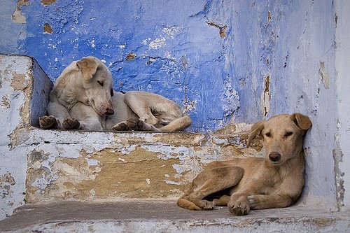Stray Animals: The Why and the How - Dharamsala Animal Rescue