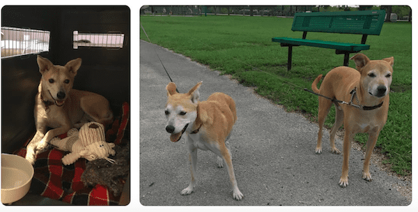 Asha’s Story: Adopted after six years!