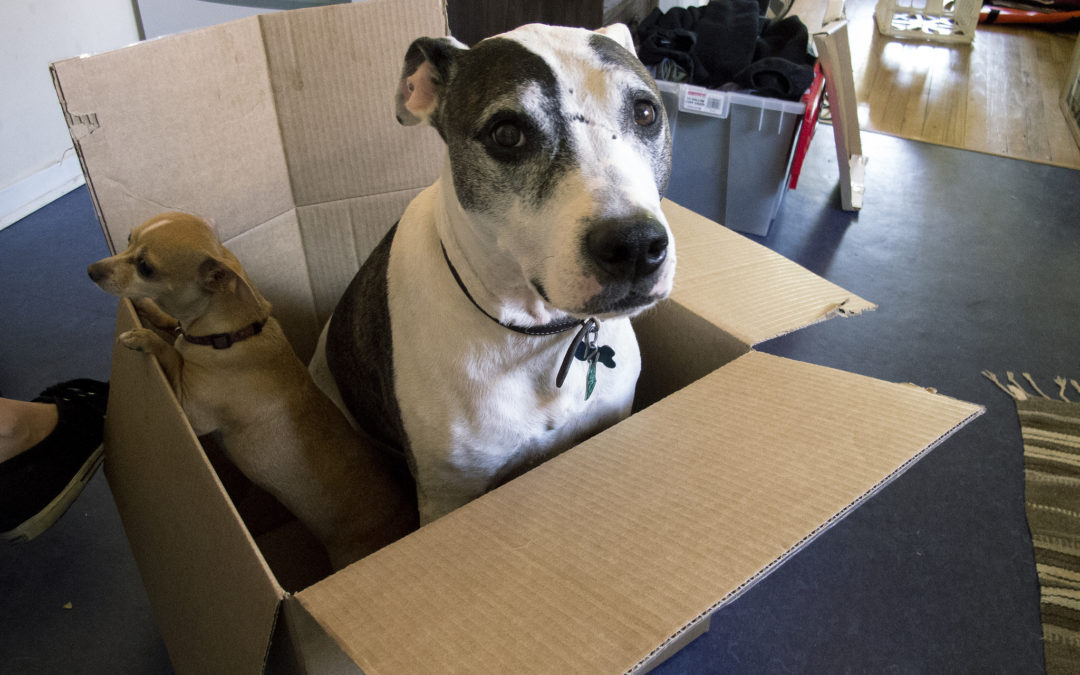 6 Tips On How To Prepare Your Pet For An Upcoming Move