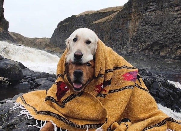 camping dogs