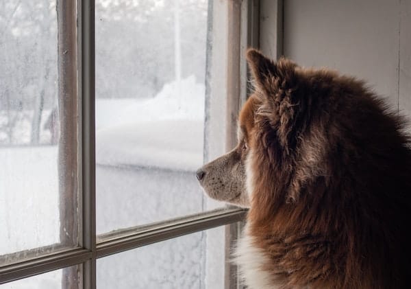 6 Things to try if Your Dog has Anxiety