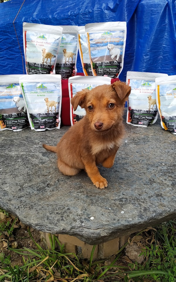 Grain-Free Food For Dogs In India - Dharamsala Animal Rescue