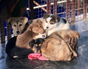 Puppies at Dharamsala Animal Rescue
