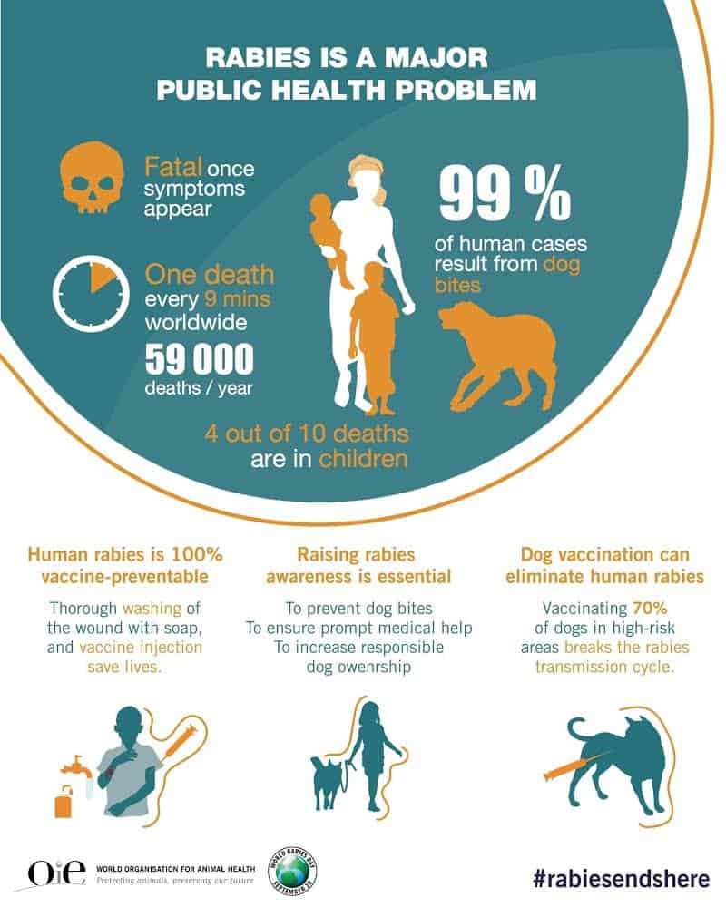 Rabies: Why we need to do something about it. - Dharamsala Animal Rescue
