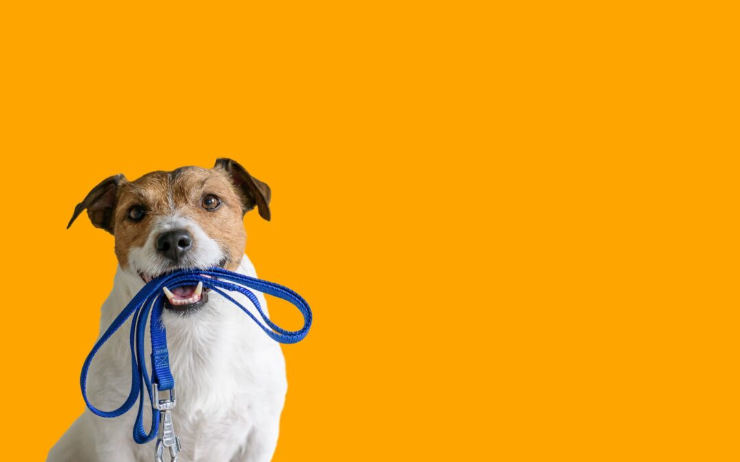 How To Choose The Right Leash For Your Dog