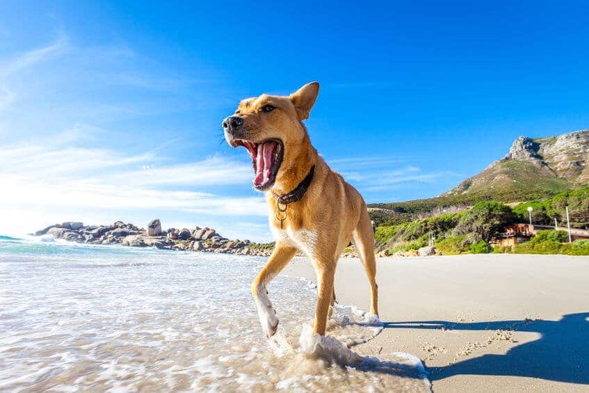 Summer Safety Tips For Pets: Keep Your Dog Safe This Summer