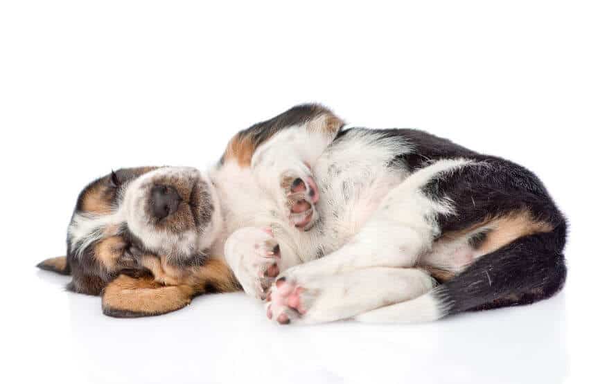 Dog Digestion Time: What You Should Know About Your Dog’s Digestive System
