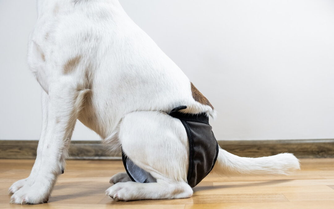 6 Moments In A Pet’s Life When Dog Diapers Make Total Sense