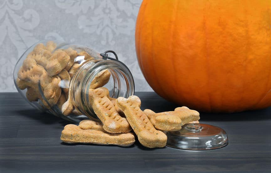 Easy Pumpkin Dog Treats And Recipes To Try At Home