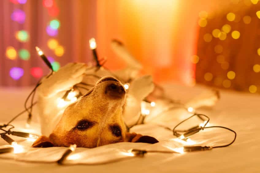 Pet Holidays: Tips To Keep Your Dog Safe and Happy In Hectic Times