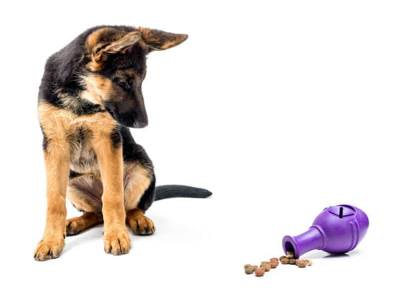 Learn How To Give Mental Stimulation For Dogs