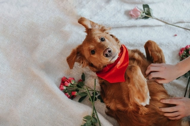5 Ways To Spread Some Puppy Love This Valentine’s Day