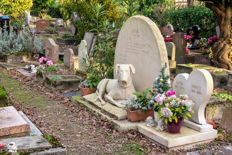 8 Meaningful Ways To Honor Your Deceased Rescue Dog