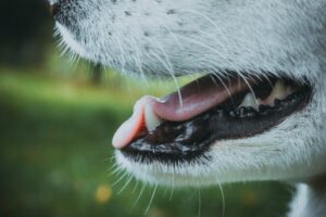 Dental care for pets