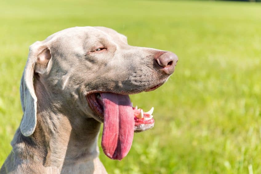 Heat Stroke In Dogs: Know The Signs And How To Best Protect Your Pet