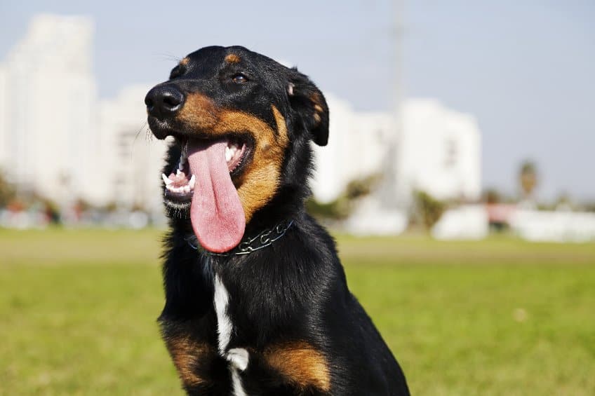 Why Is My Dog Panting So Much? Is It Normal?