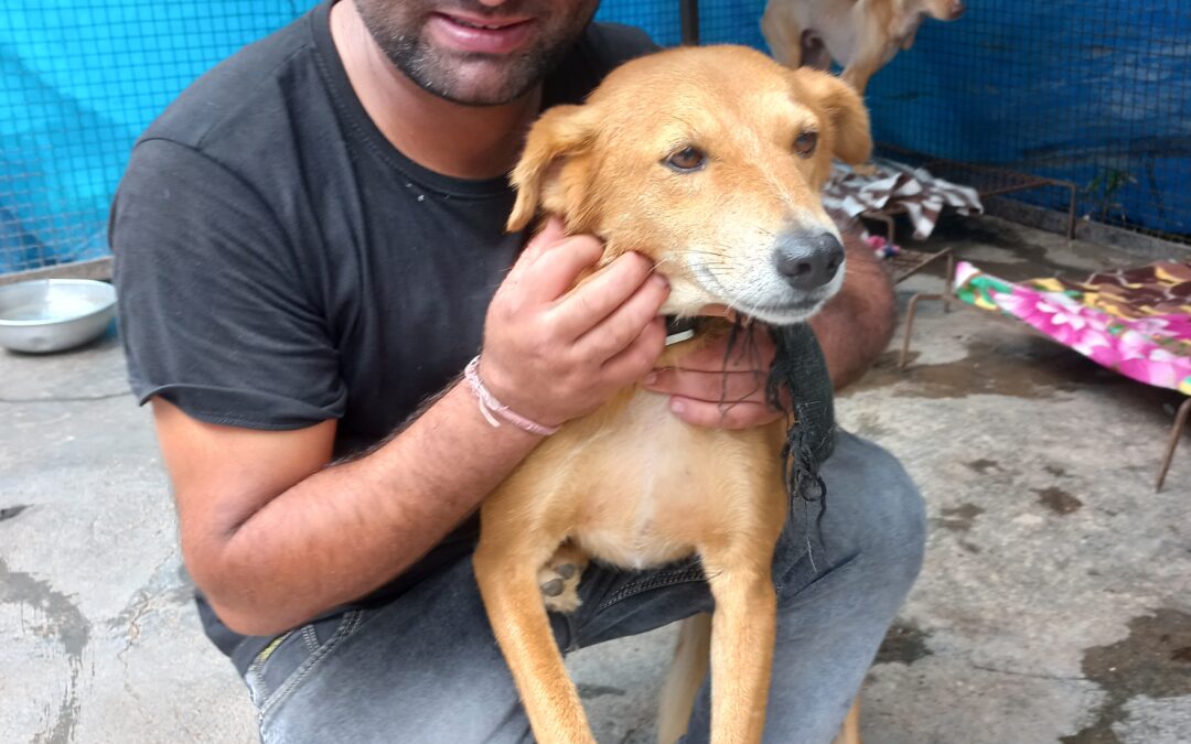 Dedicated dog lovers: meeting the DAR team - Dharamsala Animal Rescue