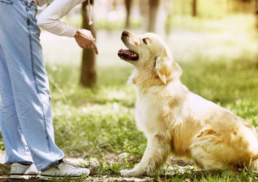 Puppy Training Classes And Obedience Training For Adult Dogs: Where To Start