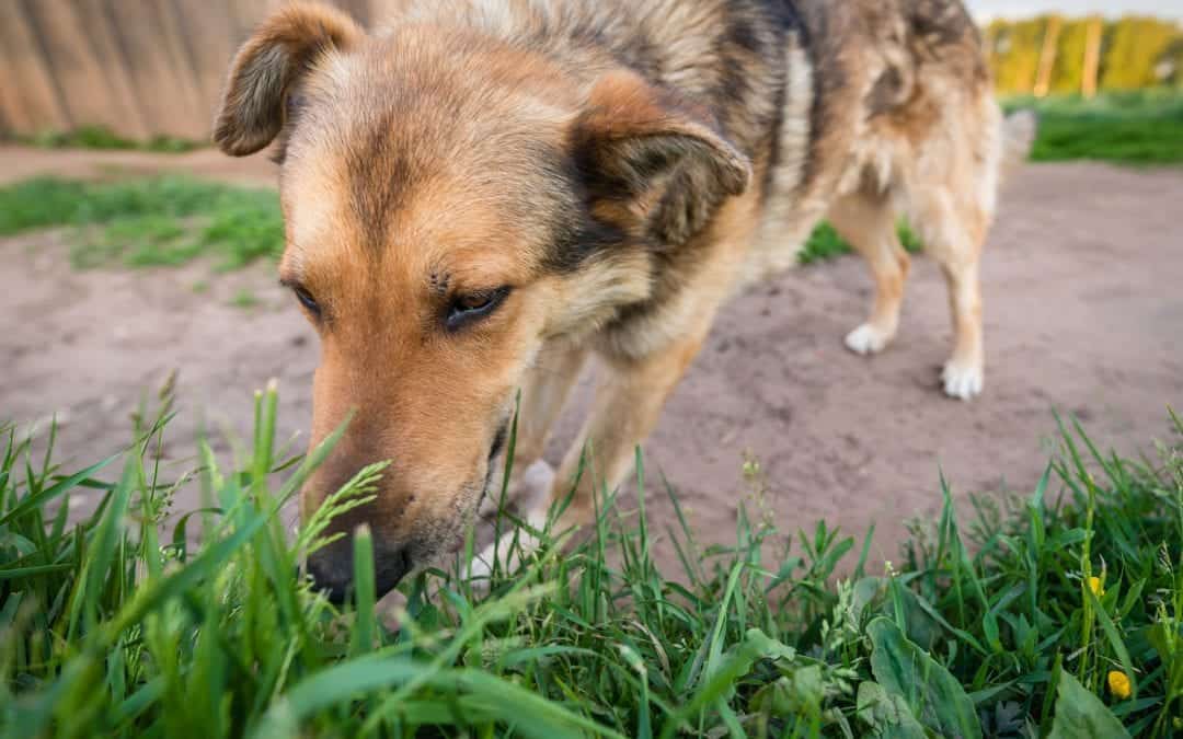 Why Do Dogs Eat Grass? (and is it something to worry about?)