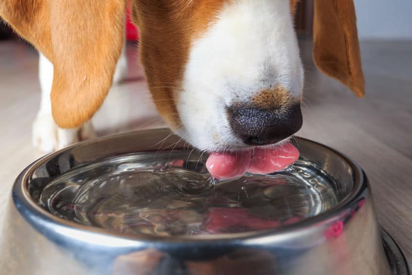 How Much Water Should A Dog Drink In A Day?