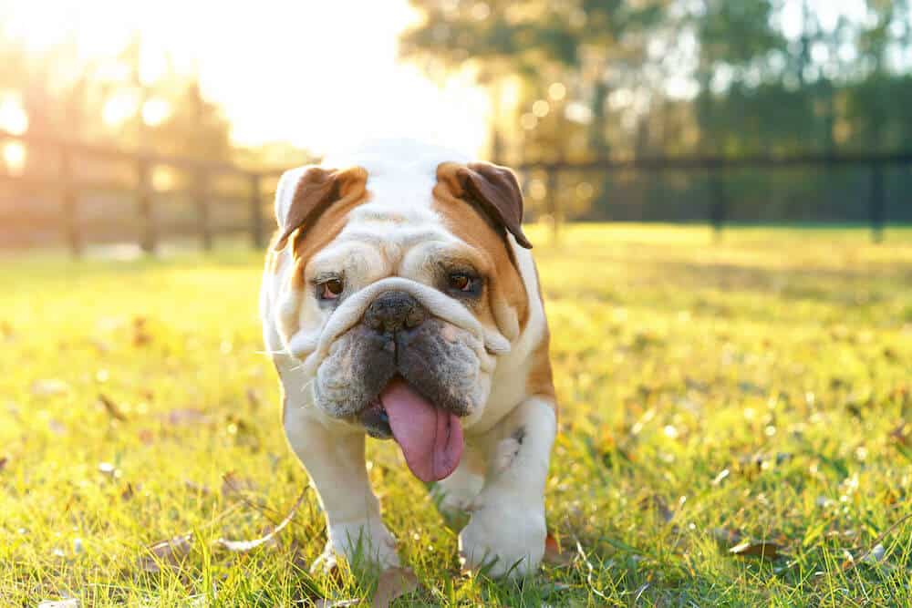 How To Keep Dogs Cool In Summer: Fight The Heat And Hot Weather With These Cool Tips And Tricks