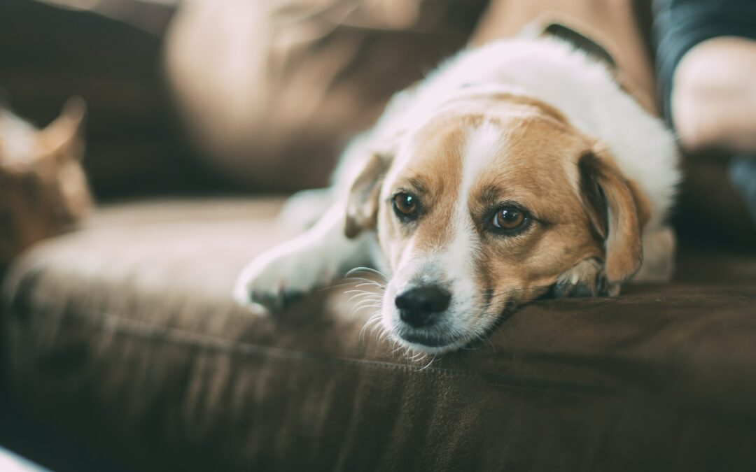How to help a dog with separation anxiety