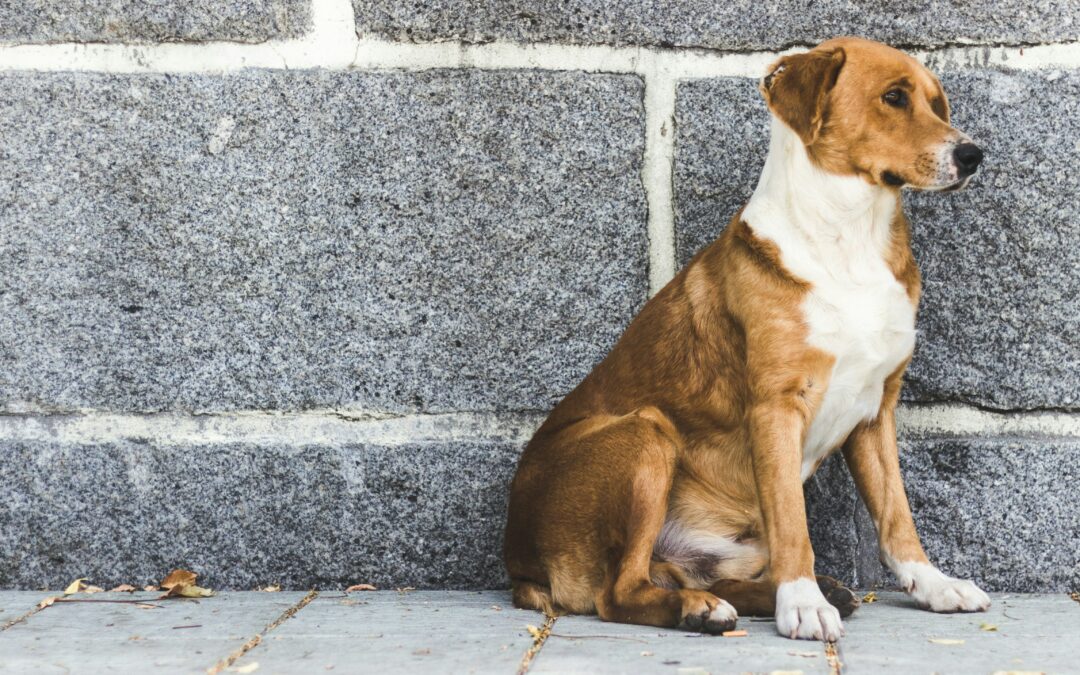Dog abandonment: Don’t do it! Do this instead